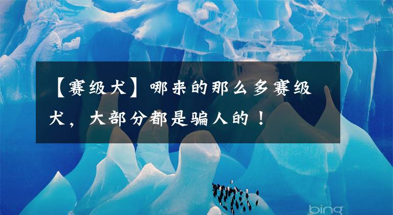 【赛级犬】哪来的那么多赛级犬,大部分都是骗人的!