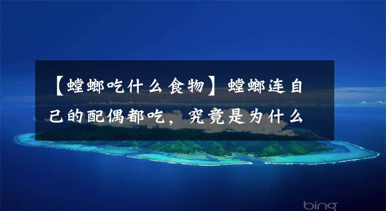【螳螂吃什么食物】螳螂连自己的配偶都吃,究竟是为什么?