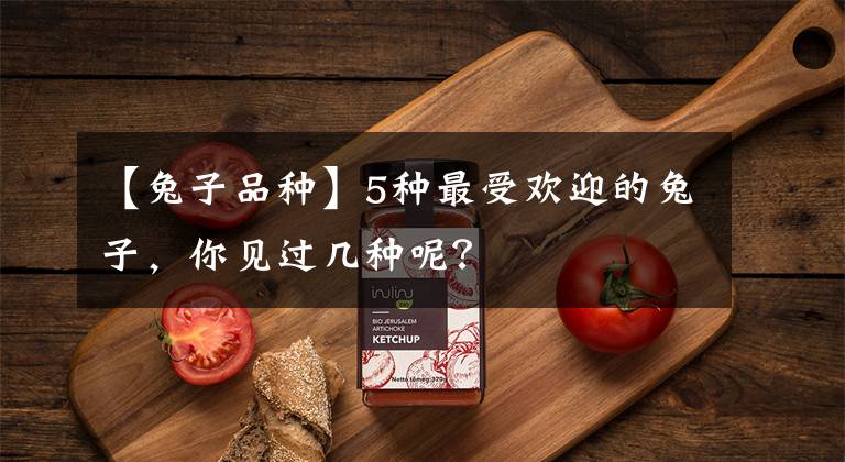 【兔子品种】5种最受欢迎的兔子，你见过几种呢？