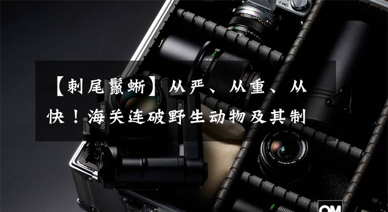 【刺尾鬣蜥】从严、从重、从快！海关连破野生动物及其制品走私大案