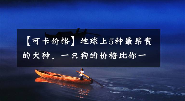 【可卡价格】地球上5种最昂贵的犬种，一只狗的价格比你一年的工资还多