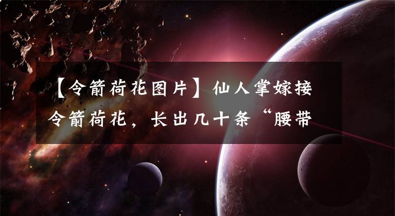 【令箭荷花图片】仙人掌嫁接令箭荷花，长出几十条“腰带”叶，开出200朵“荷花”