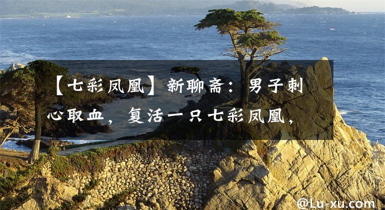 【七彩凤凰】新聊斋：男子刺心取血，复活一只七彩凤凰，最终却阴阳两隔