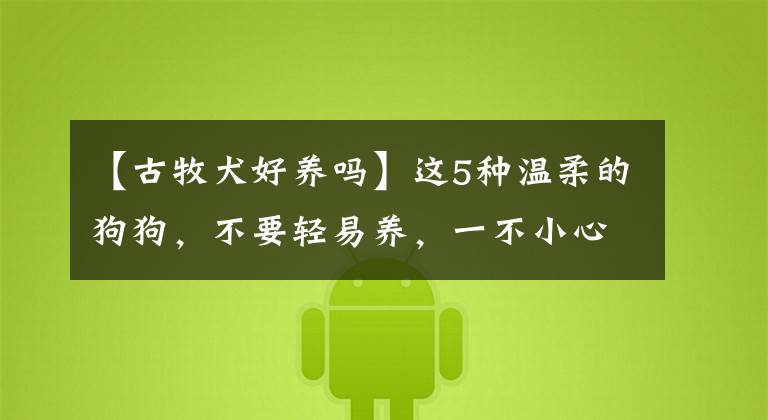 【古牧犬好养吗】这5种温柔的狗狗，不要轻易养，一不小心就会爱上它