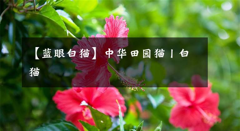 【蓝眼白猫】中华田园猫丨白猫