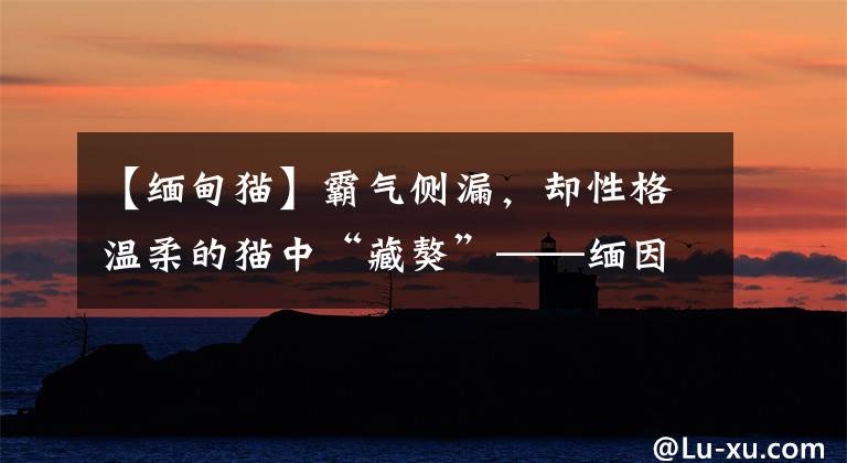 【缅甸猫】霸气侧漏，却性格温柔的猫中“藏獒”——缅因猫