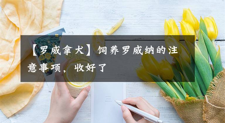 【罗威拿犬】饲养罗威纳的注意事项，收好了