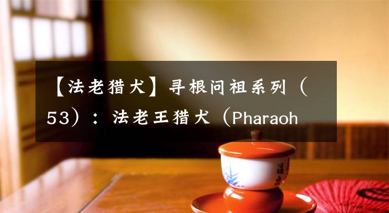 【法老猎犬】寻根问祖系列（53）：法老王猎犬（Pharaoh Hound）