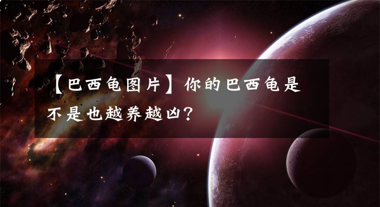 【巴西龟图片】你的巴西龟是不是也越养越凶?