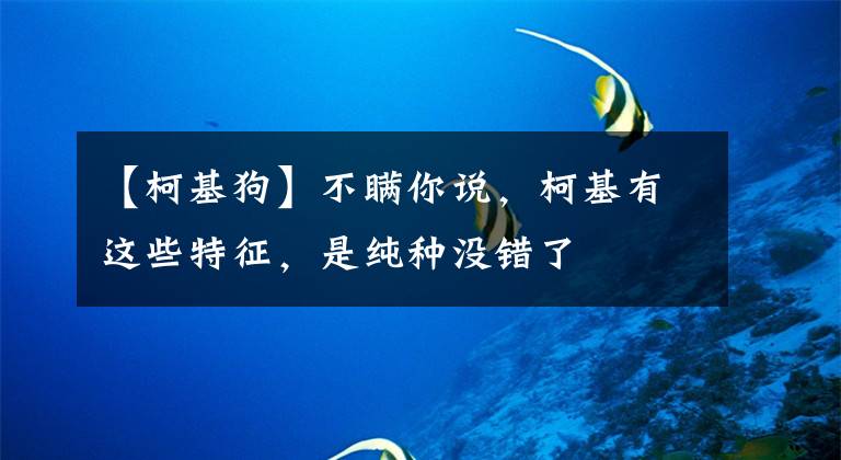 【柯基狗】不瞒你说，柯基有这些特征，是纯种没错了