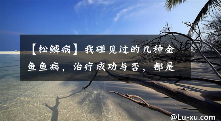 【松鳞病】我碰见过的几种金鱼鱼病,治疗成功与否,都是经验,说给你听