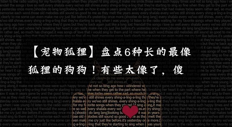 【宠物狐狸】盘点6种长的最像狐狸的狗狗！有些太像了，傻傻分不清楚...