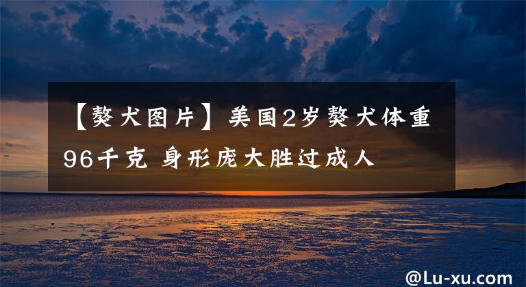 【獒犬图片】美国2岁獒犬体重96千克 身形庞大胜过成人