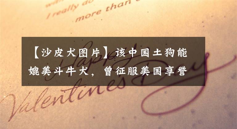 【沙皮犬图片】该中国土狗能媲美斗牛犬，曾征服美国享誉全球，如今面临绝种危机