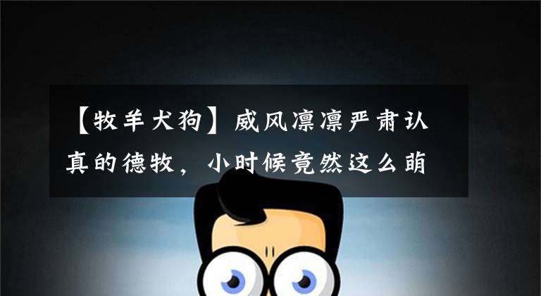 【牧羊犬狗】威风凛凛严肃认真的德牧，小时候竟然这么萌！20张图带你撸狗啦