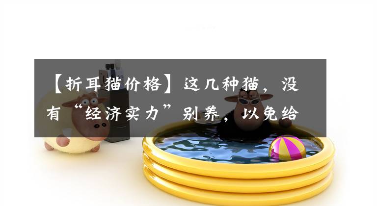 【折耳猫价格】这几种猫，没有“经济实力”别养，以免给生活雪上加霜