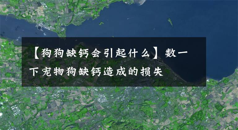 【狗狗缺钙会引起什么】数一下宠物狗缺钙造成的损失