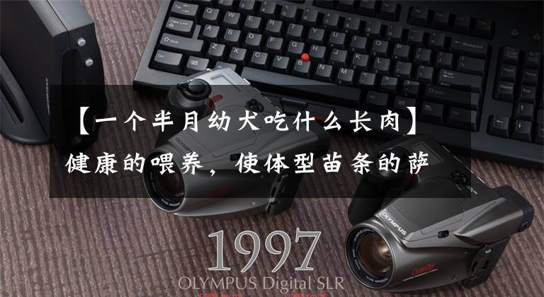 【一个半月幼犬吃什么长肉】健康的喂养，使体型苗条的萨摩耶增肥的喂养方法