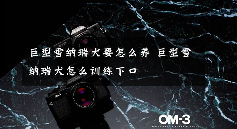 巨型雪纳瑞犬要怎么养 巨型雪纳瑞犬怎么训练下口