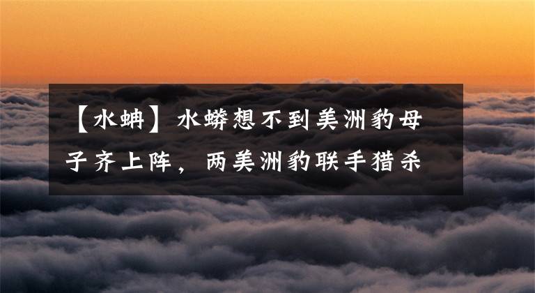 【水蚺】水蟒想不到美洲豹母子齐上阵,两美洲豹联手猎杀水蚺!