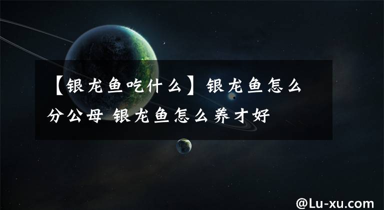 【银龙鱼吃什么】银龙鱼怎么分公母 银龙鱼怎么养才好