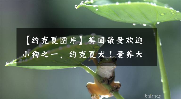 【约克夏图片】美国最受欢迎小狗之一,约克夏犬!爱养大狗的外国人为什么喜欢它