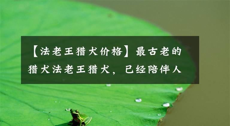 【法老王猎犬价格】最古老的猎犬法老王猎犬，已经陪伴人类五千多个春秋