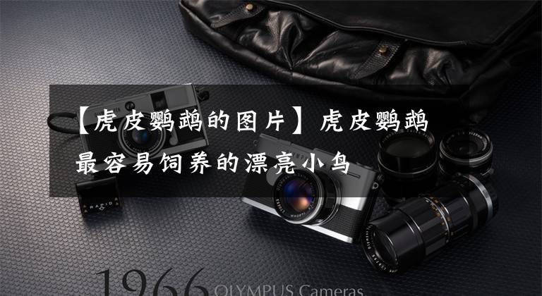 【虎皮鹦鹉的图片】虎皮鹦鹉 最容易饲养的漂亮小鸟