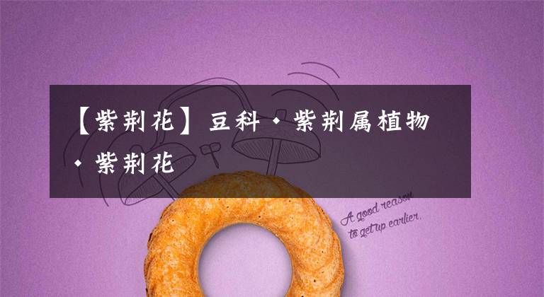 【紫荆花】豆科·紫荆属植物·紫荆花