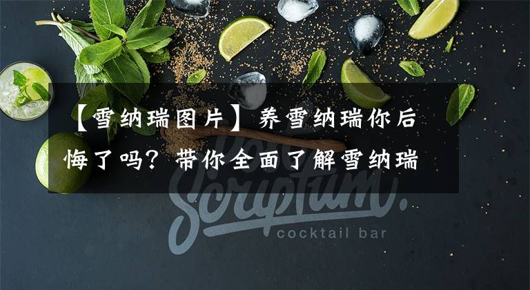 【雪纳瑞图片】养雪纳瑞你后悔了吗？带你全面了解雪纳瑞性格优缺点