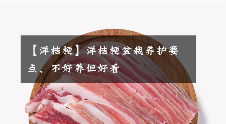 【洋桔梗】洋桔梗盆栽养护要点,不好养但好看