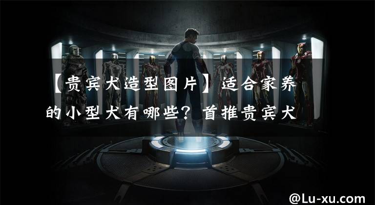 【贵宾犬造型图片】适合家养的小型犬有哪些?首推贵宾犬