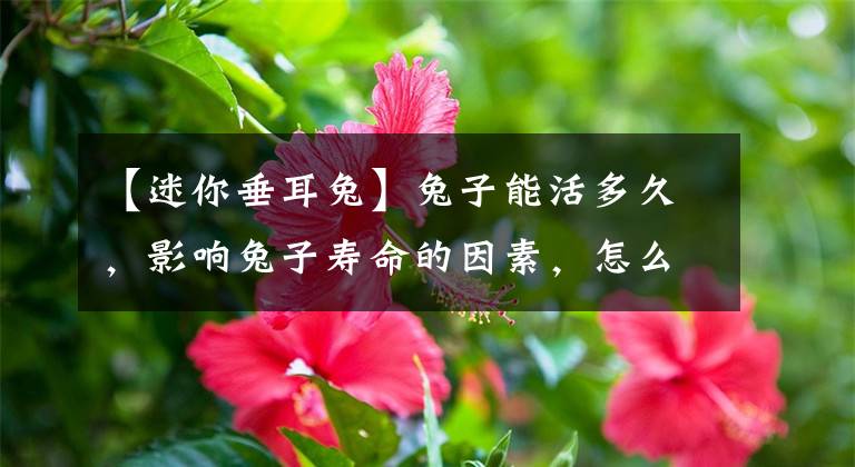 【迷你垂耳兔】兔子能活多久，影响兔子寿命的因素，怎么才能让兔子更长寿