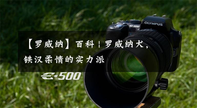 【罗威纳】百科 | 罗威纳犬,铁汉柔情的实力派