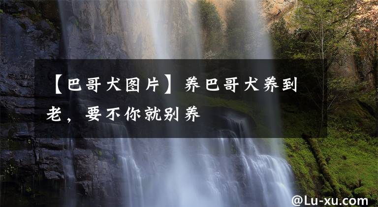 【巴哥犬图片】养巴哥犬养到老，要不你就别养
