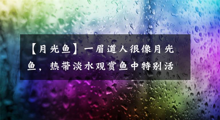 【月光鱼】一眉道人很像月光鱼，热带淡水观赏鱼中特别活泼的一种。