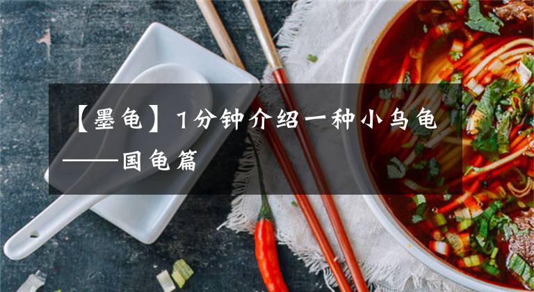 【墨龟】1分钟介绍一种小乌龟——国龟篇