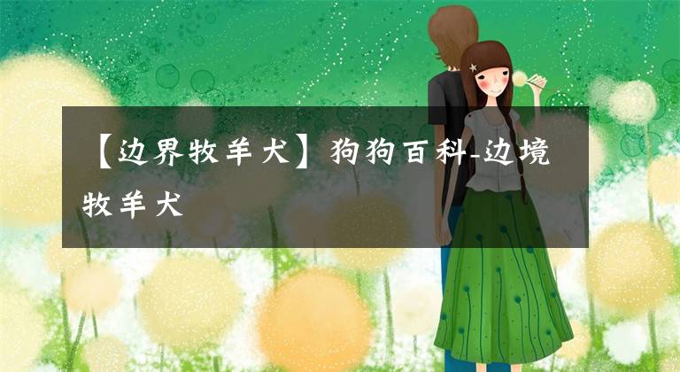 【边界牧羊犬】狗狗百科-边境牧羊犬