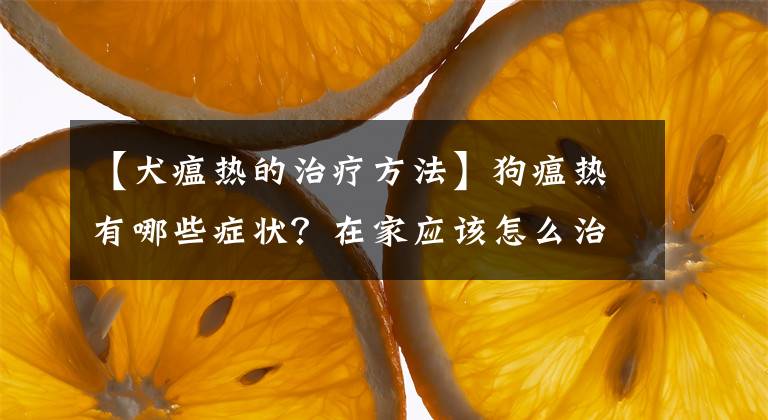 【犬瘟热的治疗方法】狗瘟热有哪些症状？在家应该怎么治疗（治愈攻略）？