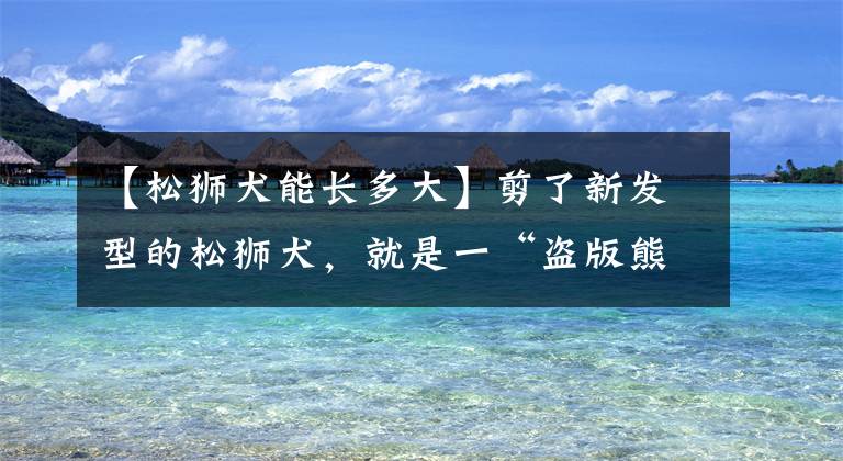 【松狮犬能长多大】剪了新发型的松狮犬,就是一“盗版熊猫”