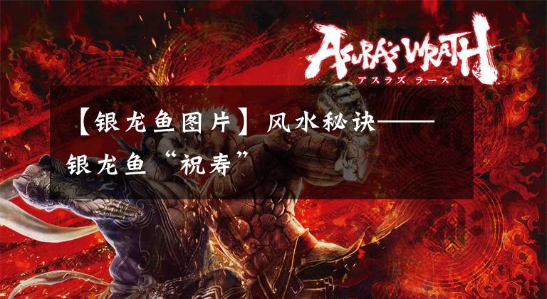 【银龙鱼图片】风水秘诀——银龙鱼“祝寿”