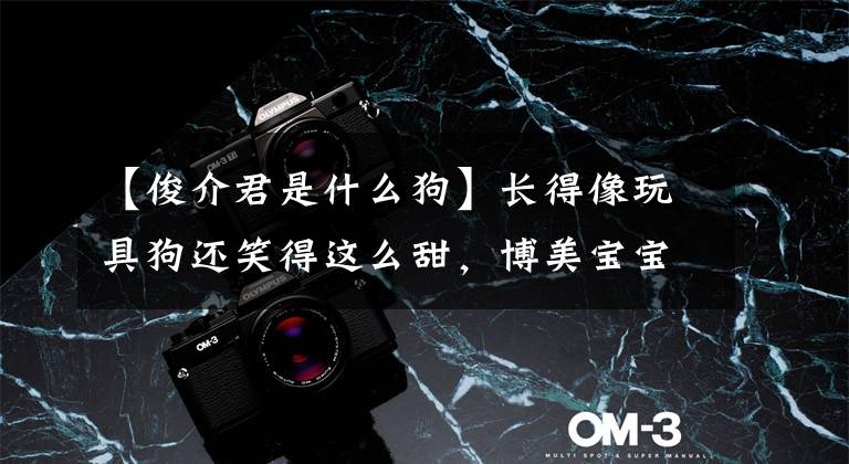 【俊介君是什么狗】长得像玩具狗还笑得这么甜，博美宝宝果然都是治愈系的小天使