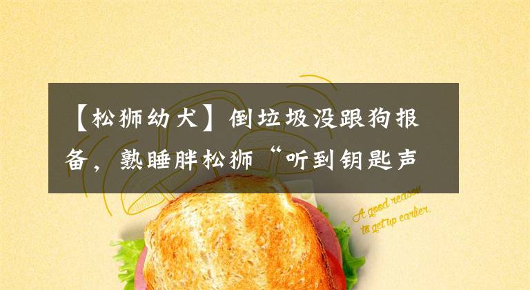 【松狮幼犬】倒垃圾没跟狗报备,熟睡胖松狮“听到钥匙声”,坐起来狠瞪:去哪