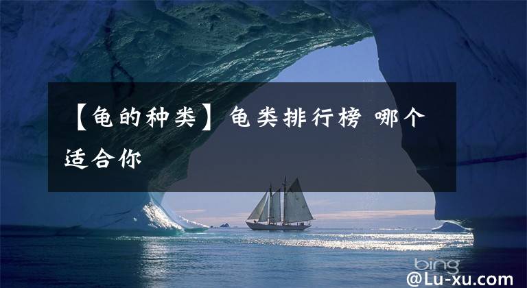 【龟的种类】龟类排行榜 哪个适合你