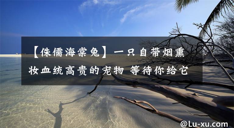 【侏儒海棠兔】一只自带烟熏妆血统高贵的宠物 等待你给它个温暖的家