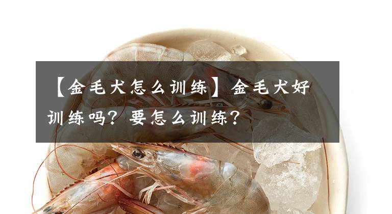 【金毛犬怎么训练】金毛犬好训练吗？要怎么训练？