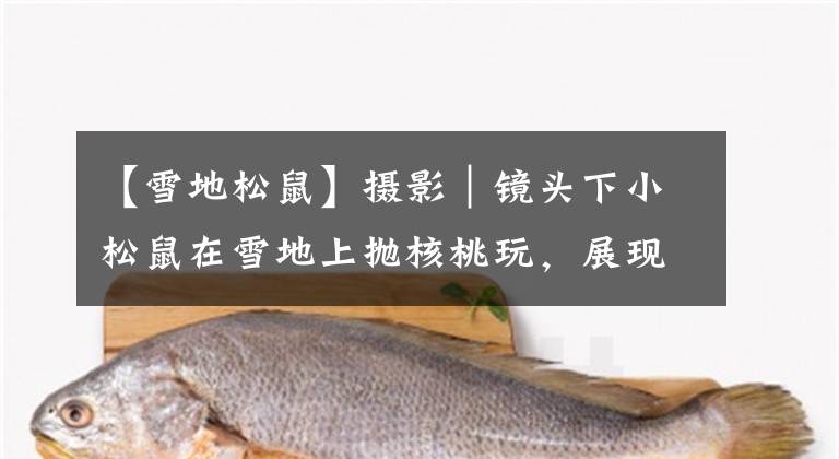 【雪地松鼠】摄影｜镜头下小松鼠在雪地上抛核桃玩，展现出曼妙身姿