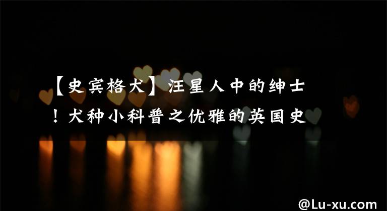 【史宾格犬】汪星人中的绅士！犬种小科普之优雅的英国史宾格犬！