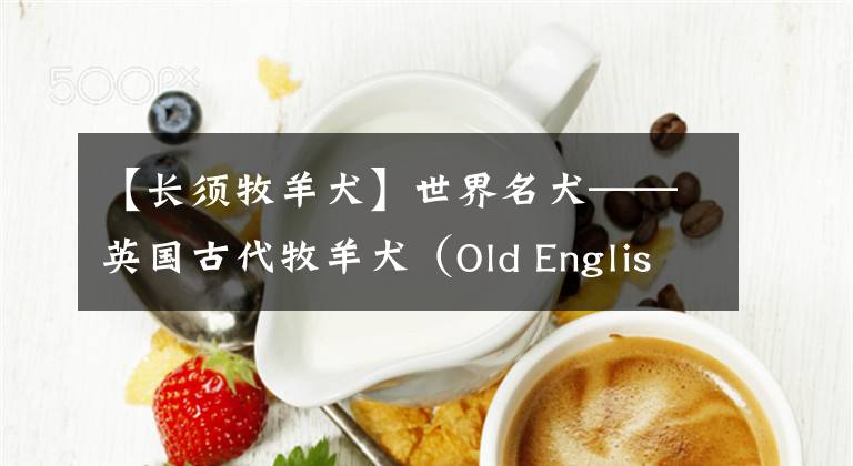 【长须牧羊犬】世界名犬——英国古代牧羊犬（Old English Sheepdog）