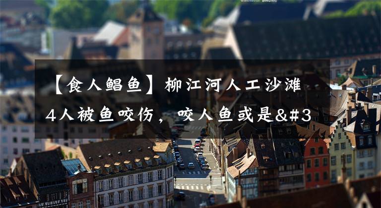 【食人鲳鱼】柳江河人工沙滩4人被鱼咬伤,咬人鱼或是"麻尾剑"